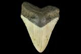 Bargain, 3.94" Fossil Megalodon Tooth - North Carolina - #131569-1